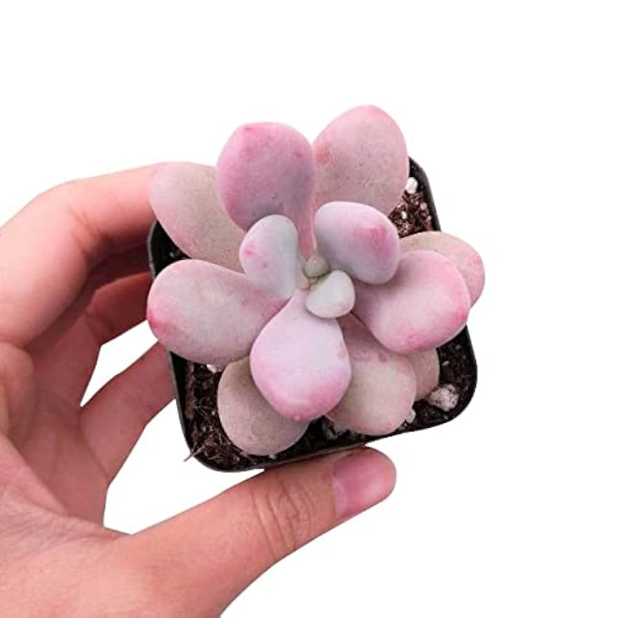 Amazon.com : Succulents Box Moonstones Pachyphytum (2 inch
